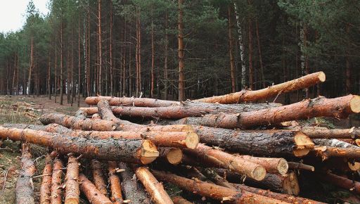 Житель Харьковщины заплатит годами за вырубку леса