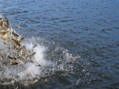 У Харкові просять зарибити річки на Салтівці та Баварії
