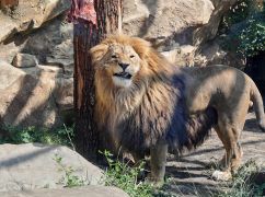 Харьковский зоопарк заявил, что в банкротстве предприятия виновато АО "Харьковоблэнерго"